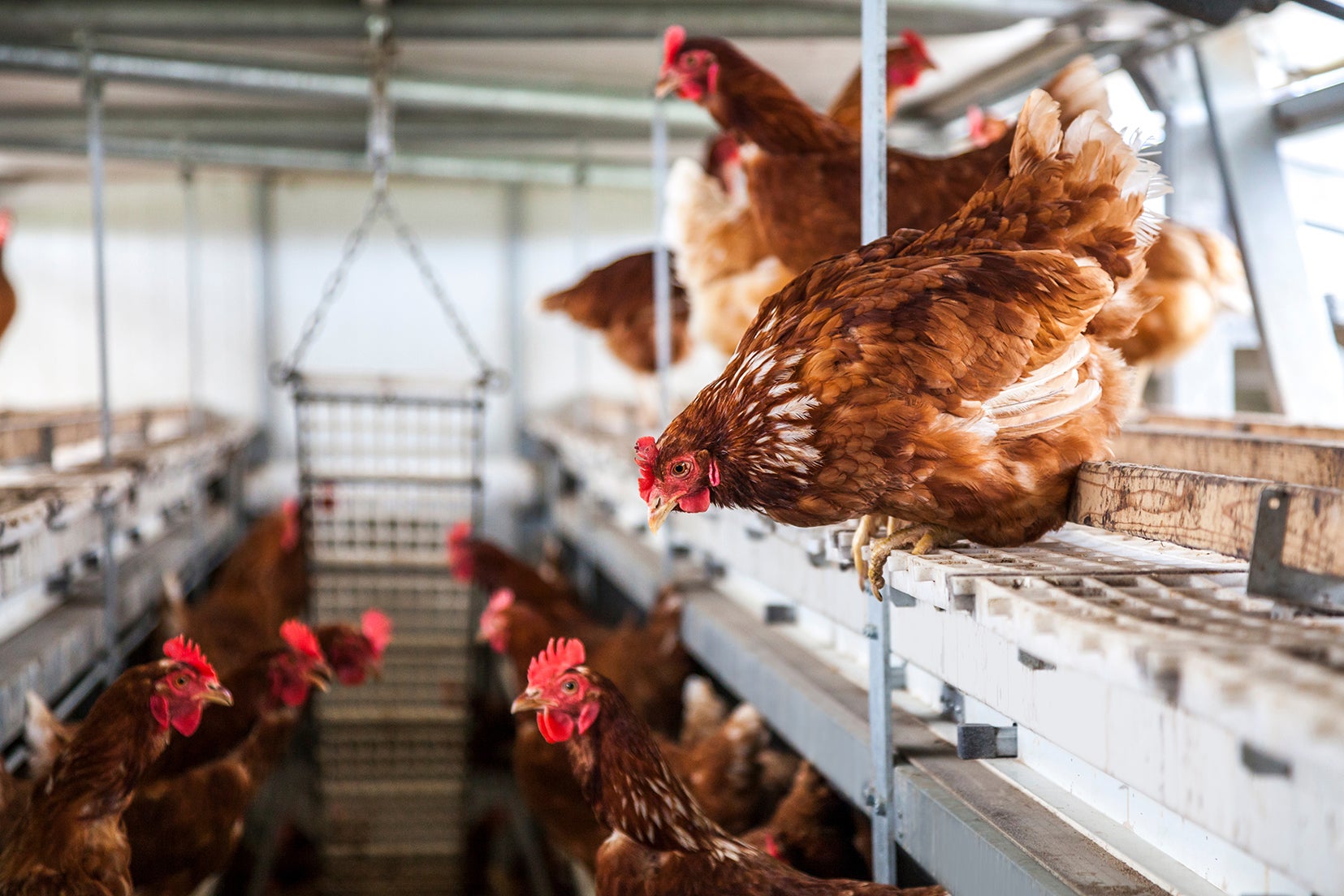 Products, Resources and Programs for Healthy Poultry|Elanco